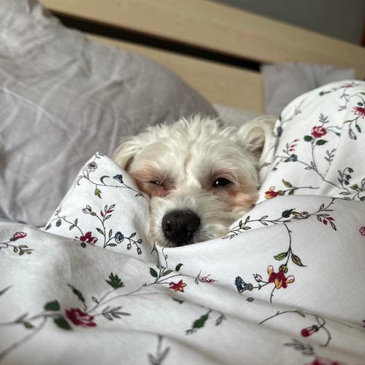 Všechno nejlepší Lili